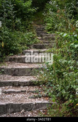 Escalier en pierre dans un sentier forestier verdoyant entouré d'une végétation dense et d'une nature sauvage naturelle. Banque D'Images