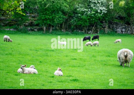 Ferme verte luxuriante dans le comté de Kerry Irlande avec des vaches et des moutons qui paissent paisiblement dans le paysage de campagne idyllique Open Fields Banque D'Images
