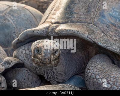 Tête d'une tortue géante d'Aldabra (Aldabrachelys gigantea). Prise sur Mahé l'île principale des Seychelles. Banque D'Images