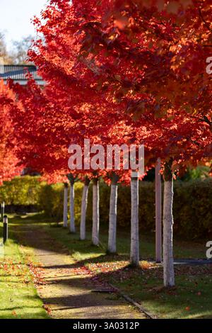 une allée de jeunes érables rouge vif dans le jour ensoleillé d'automne Banque D'Images