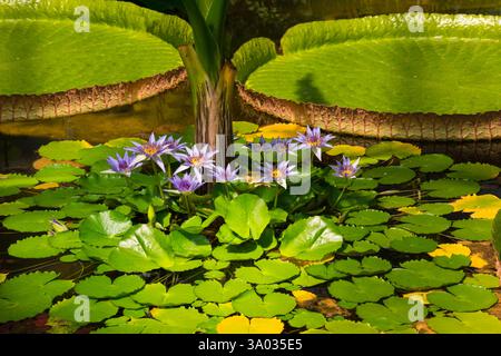 Plusieurs fleurs de lotus violettes et feuilles de nénuphar géant. Jardin botanique Université de Karlsruhe, Allemagne Banque D'Images