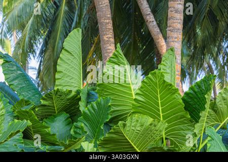 Palmiers et fourrés d'Alocasia sur l'île Banque D'Images
