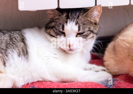 Deux chats adorables sont confortablement allongés côte à côte sous un radiateur chaud, appréciant les uns les autres compagnie Banque D'Images