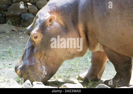 Hippopotame amphibie amateur nageur et peut rester sous l'eau dans zoo, Bombay Mumbai, Maharashtra, Inde, Asie Banque D'Images