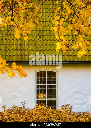 Des feuilles d'automne dorées encadrent une fenêtre d'église à Gothenburg, soulignant le contraste entre le feuillage lumineux et le mur blanc du bâtiment. Le Banque D'Images