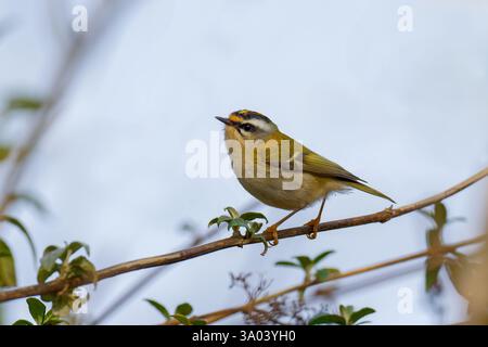 Firecrest-Regulus Ignicapilla, Hiver. Banque D'Images