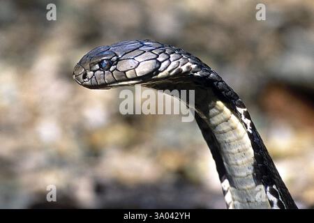 Reptiles, cobra royal ophiophagus hannah le plus long mangeur de serpents venimeux, Karnataka, Inde, Asie Banque D'Images