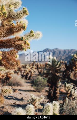 Gros plan de Cholla Cactus au Cholla Cactus Garden dans le parc national de Joshua Tree, Californie, États-Unis Banque D'Images