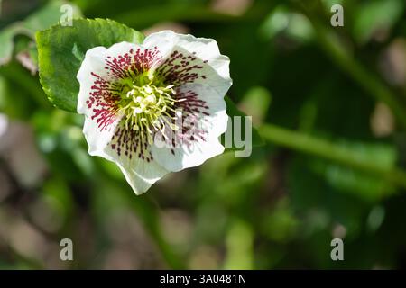 ROYAUME-UNI. Une plante à fleurs vivace helleborus orietalisa rose de Carême. L'image montre un gros plan d'une seule tête de fleur blanche avec des taches violettes Banque D'Images