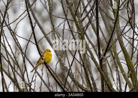 Un oiseau jaune est perché sur une branche. La branche est couverte de mousse. L'oiseau regarde vers la droite Banque D'Images