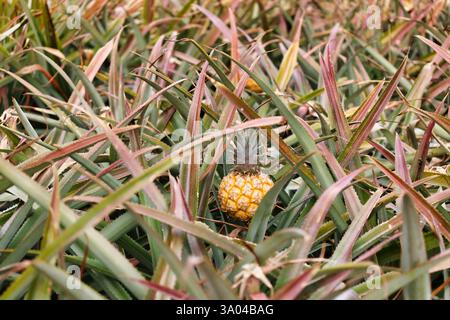Fruits d'ananas frais poussant dans le champ de plantation dans la ferme Banque D'Images