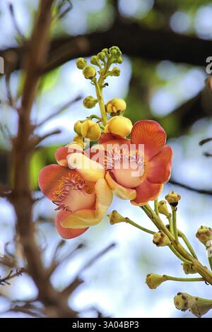 Cannon Ball couroupita guianensis connu françois Banque D'Images