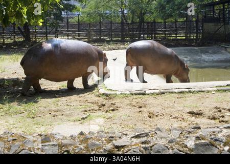 Hippopotame amphibie amateur nageur et peut rester sous l'eau dans zoo, Bombay Mumbai, Maharashtra, Inde, Asie Banque D'Images