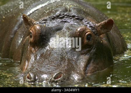 Hippopotame, zoo de Delhi, Delhi, Inde, Asie Banque D'Images