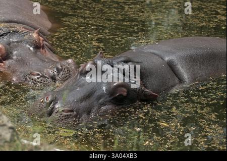 Hippopotame, zoo de Delhi, delhi, Inde, Asie Banque D'Images