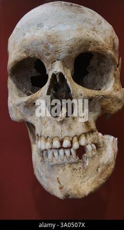 Un crâne médiéval exposé au musée Winchester Banque D'Images