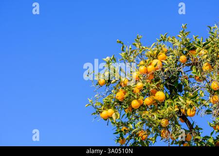 Branches d'oranger remplies d'oranges brillantes et rondes et d'un feuillage dense sous un ciel bleu clair. Banque D'Images