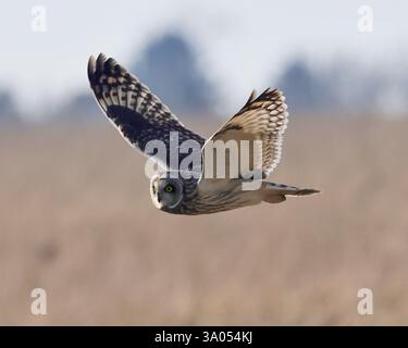 Un hibou à oreilles courtes (Asio flammeus) chassant les collines des Cotswold en hiver Banque D'Images