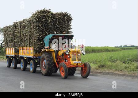 Tracteur chargé avec des paquets de canne à sucre, Miraj, Sangli, Maharashtra, Inde, Asie Banque D'Images