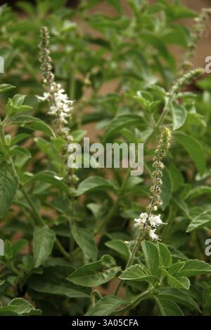 Plante médicinale ayurvédique, nom scientifique ocimum, nom anglais plante sensible Banque D'Images