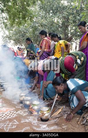 Femmes célébrant le festival de Pongal au Tamil Nadu, Inde, Asie Banque D'Images