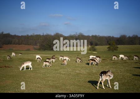 beau troupeau de cerfs à knole kent angleterre Banque D'Images