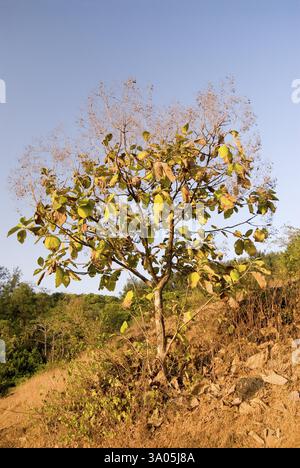 Petit arbre de sag tectona grandis à Anjarle, district Dapoli, Maharashtra, Inde, Asie Banque D'Images