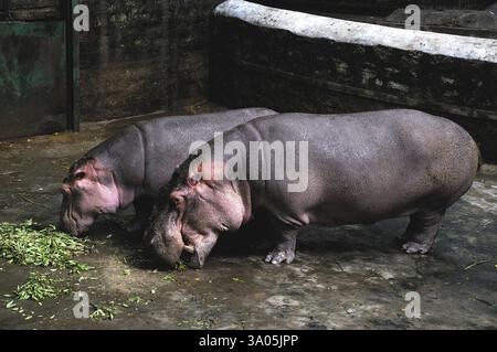 Hippopotame paire mangeant de l'herbe dans le parc national safari, Bangalore, Karnataka, Inde, Asie Banque D'Images