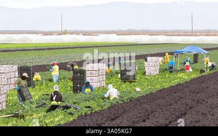 Travailleurs hispaniques récolte et emballage Bio Green Kale 'Brassica oleracea var. Acephala, Californie. Banque D'Images