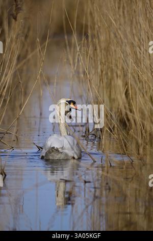 Une paire de cygnes muets Cygnus olor nageant le long d'une digue bordée de roseaux dans le nord du Norfolk, Royaume-Uni Banque D'Images