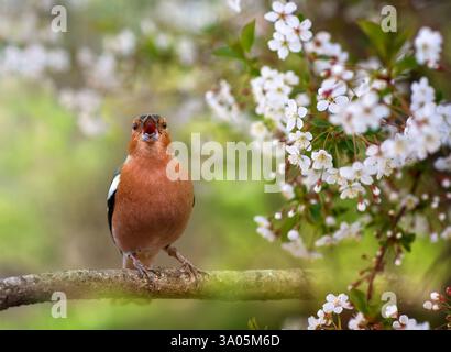 chaffinch mâle oiseau chantant dans un verger de cerisiers florissant au printemps assis sur des branches Banque D'Images