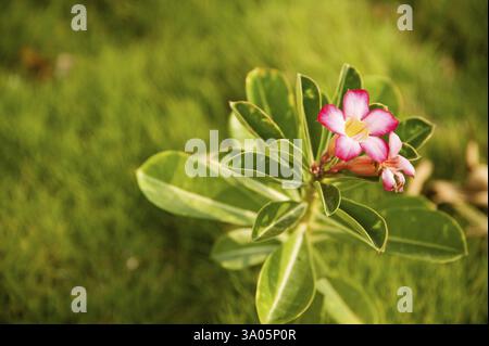 Nom commun Desert Rose, Adenium, nom botanique Adenium obesum, famille Apocynaceae famille Oleander, Inde, Asie Banque D'Images