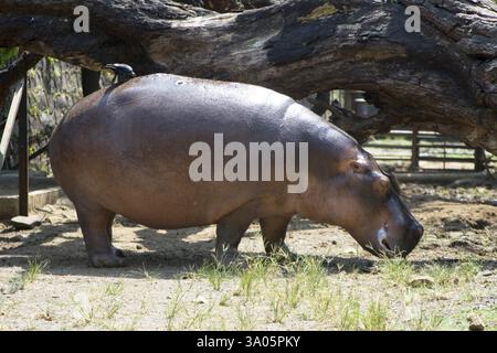 Hippopotame amphibie amateur nageur et peut rester sous l'eau dans zoo, Bombay Mumbai, Maharashtra, Inde, Asie Banque D'Images