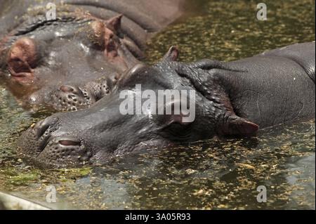 Hippopotame, zoo de Delhi, delhi, Inde, Asie Banque D'Images