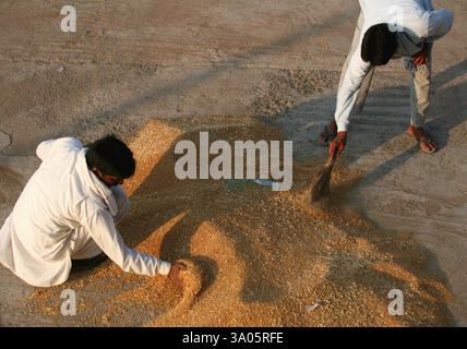 Ouvriers travaillant sur des piles de blé à Harsud Mandi, marché de céréales vivrières à Bhopal, Madhya Pradesh, Inde, Asie Banque D'Images