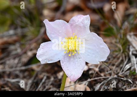 Gros plan de fleurs sauvages d'hellebore rose au début du printemps, Alpes juliennes, Parc National du Triglav, Slovénie Banque D'Images