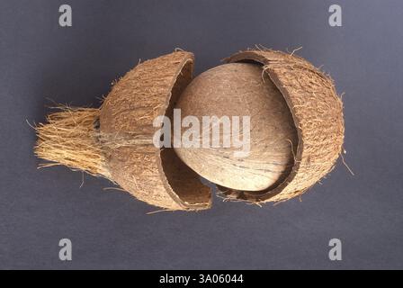 Noyau de coco sec sorti en brisant la coque rigide du coprah sur fond noir Banque D'Images