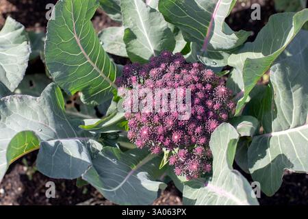 Cultivar de brocoli avec têtes de fleurs violettes ou bouquets. Brassica oleracea var. plante végétale italica. Banque D'Images