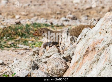Une Mongoose grise indienne (Urva edwardsii) sur un rocher. Gujarat, Inde. Banque D'Images