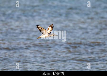 Un grand genou épais (Esacus recurvirostris) volant le long d'une côte. Gujarat, Inde. Banque D'Images