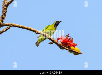 Un Leafbird mâle à fronts dorés (Chloropsis aurifrons) se nourrissant de fleurs. Maharashtra, Inde. Banque D'Images