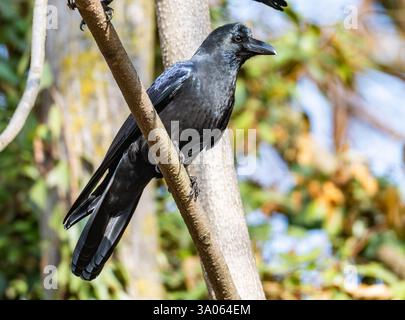 Corbeau à gros bec (Corvus macrorhynchos) perché sur une branche. Jammu-et-Cachemire, Inde. Banque D'Images