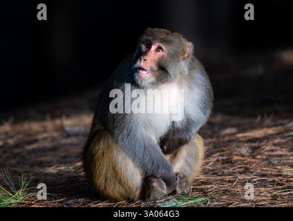 Macaque Rhésus sauvage (Macaca mulatta) qui se nourrit en forêt. Jammu-et-Cachemire, Inde. Banque D'Images