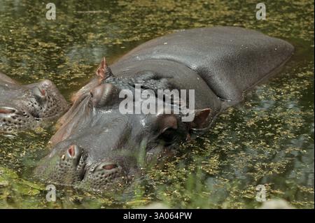 Hippopotame, zoo de Delhi, delhi, Inde, Asie Banque D'Images