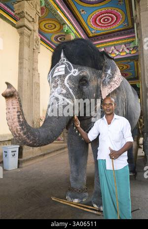 Éléphant de temple avec mahout dans le temple Meenakshi, Madurai, Tamil Nadu, Inde, Asie Banque D'Images