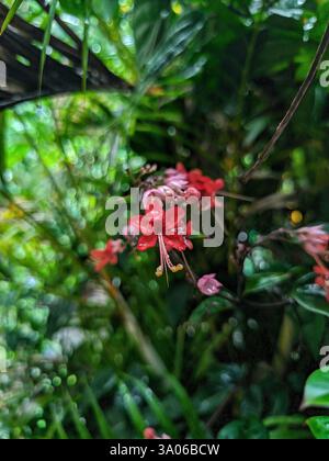 Un gros plan de délicates fleurs rouges tropicales en fleurs, entourées d'un feuillage vert éclatant. L'image met en évidence les détails complexes de la fleur Banque D'Images