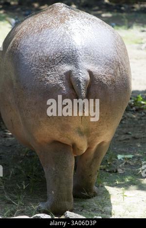 Hippopotame amphibie amateur nageur et peut rester sous l'eau dans zoo, Bombay Mumbai, Maharashtra, Inde, Asie Banque D'Images