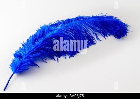 Plume d'autruche bleue unique isolée sur un fond blanc Banque D'Images