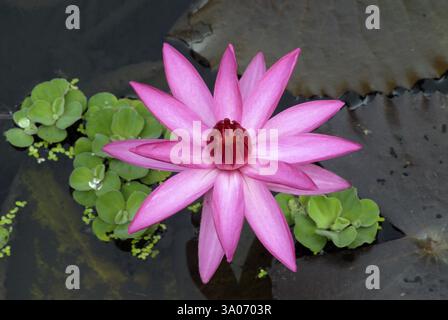 Lotus violet Nelumbo nucifera à Saras Baug, Pune, Maharashtra, Inde, Asie Banque D'Images