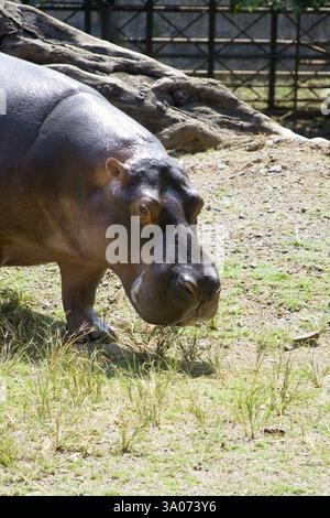Hippopotame amphibie amateur nageur et peut rester sous l'eau dans zoo, Bombay Mumbai, Maharashtra, Inde, Asie Banque D'Images